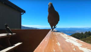 Parrot steals family’s GoPro camera; what it captures will leave you astonished