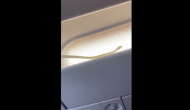 Passengers spot snake inside an AirAsia flight, here's what happens next [Watch] 