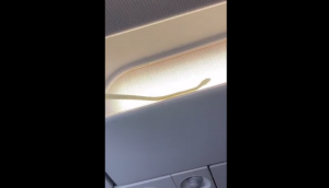 Passengers spot snake inside an AirAsia flight, here's what happens next [Watch] 