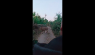 Couple on bike come face-to face with lioness, spine-chilling video goes viral