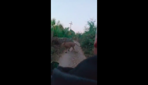 Couple on bike come face-to face with lioness, spine-chilling video goes viral