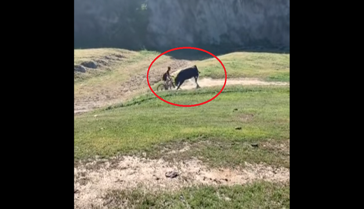 Bull attacks bicyclists during race; blood-curdling video goes viral