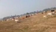 UP farmers release stray cattle near CM Yogi Adityanath's rally site, video goes viral 