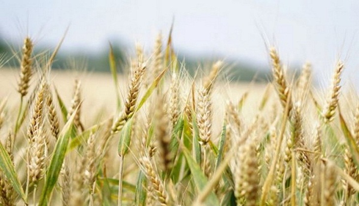 Climate change adds fuel to an imminent wheat crisis in Pakistan