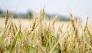 Russia-Ukraine Tensions: China lifted restrictions on Russian wheat weeks before eruption of conflict, says Report
