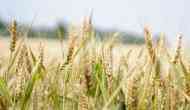 Climate change adds fuel to an imminent wheat crisis in Pakistan