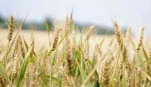 Climate change adds fuel to an imminent wheat crisis in Pakistan