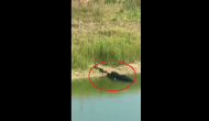 Scary Video! Crocodile attacks king cobra; watch what happens next