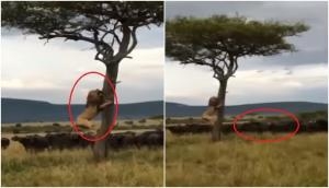 Lion climbs tree to save himself from herd of buffalo; unusual scene caught on cam