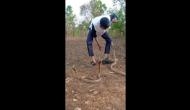 Karnataka man's stunt with three cobras goes wrong; watch hair-raising video 