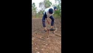 Karnataka man's stunt with three cobras goes wrong; watch hair-raising video 