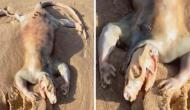 Mysterious creature washes up on Australia's shore, locals call it 'extraterrestrial' [Watch] 