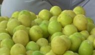 Amid rising temperatures, prices of lemon skyrocket to Rs 200/kg in Gujarat's Rajkot