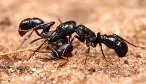 Noticing a surge of ants in your garden? Try this hack to get rid of insects