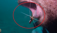 Scuba divers gets cleaned his teeth by this bizarre thing underwater; video will give you goosebumps