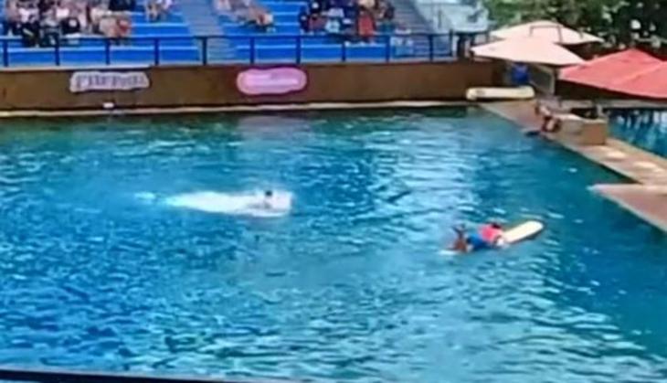 Chilling Video: Angry dolphin attacks trainer during a show