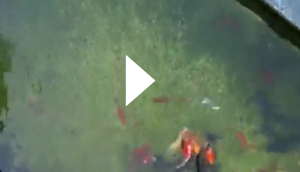 This is how Chinese catching fish amid lockdown in Shanghai; watch viral video