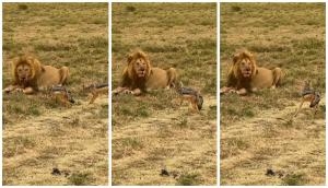 Frightening moment caught on cam between 2 baby hyenas and a lion; watch video