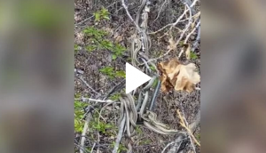 Hair-raising video of snakes hanging on tree goes viral
