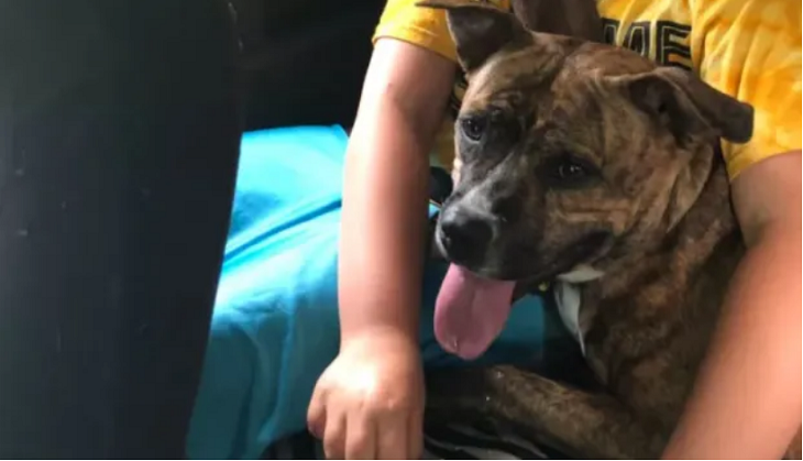 Mountain lion attacks pit bull and its owner; here’s what happens next