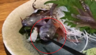 Raw fish comes alive on the plate at restaurant; what happens next is blood-curdling