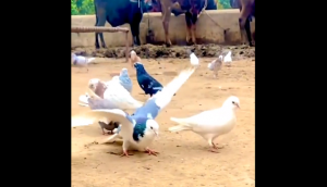 Video of bird doing back flip gracefully goes viral; clip will make you rub your eyes in disbelief