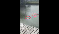 Alligator hunts snake swimming in canal; scary video goes viral