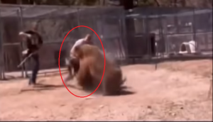 Disturbing video shows bear attacking its trainer during stunt; watch at your own risk
