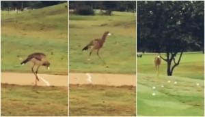 Viral Video: Playing or looking for food! Bird smashing a golf ball triggers reactions