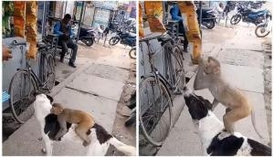 Monkey climbs on dog to steal a packet of chips from store, watch hilarious video here 