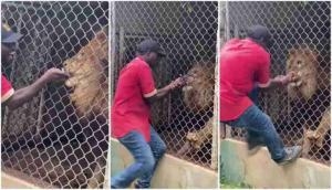 Man has finger bitten off by lion after teasing It through cage, incident caught on cam [Watch]