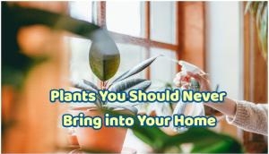 Vastu Tips For May 24: Never keep these plants inside your home
