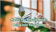 Vastu tips: How some plants can bring bad luck into your home; checkout list
