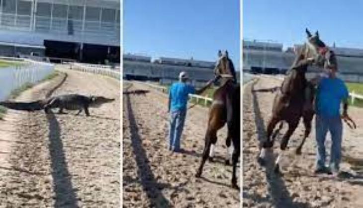 Alligator pops up on racetrack leaving horse petrified; watch shocking video