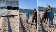 Alligator pops up on racetrack leaving horse petrified; watch shocking video
