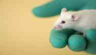 Mice robustly learn to suppress their innate escape responses: Study