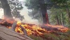 Afghanistan: Forest fire raging for over 10 days not contained yet 