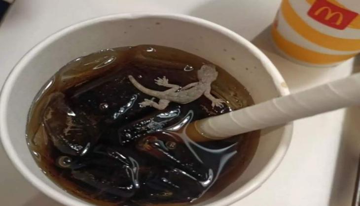 Ahmedabad civic body fines McDonald's of Rs 1 lakh after dead lizard found in cold drink [Watch]