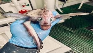 Fisherman posts image of deep sea creature, netizens horrified [See Pic]