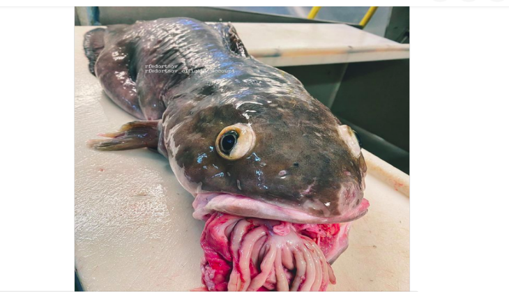 Fisherman posts image of deep sea creature, netizens horrified