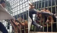 Orangutan fiercely attacks man at zoo, terrifying video goes viral [Watch]