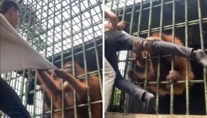 Orangutan fiercely attacks man at zoo, terrifying video goes viral [Watch]