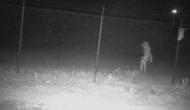 Terrifying image shows unidentified creature roaming Texas zoo; netizens stumped 