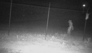 Terrifying image shows unidentified creature roaming Texas zoo; netizens stumped 