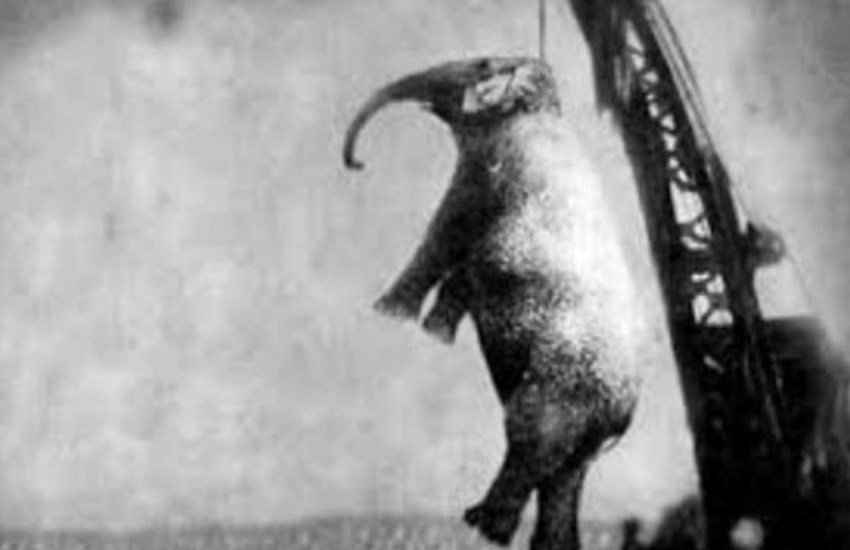 Shocking 1916 Execution: 5-Ton Elephant Hanged After Handler’s Death