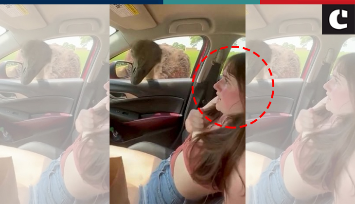 Hilarious! Woman goes banana after ostrich pokes its head through car window