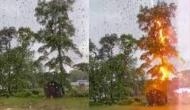 Lightning bolt strikes tree right in middle of trunk, watch viral video