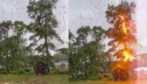 Lightning bolt strikes tree right in middle of trunk, watch viral video