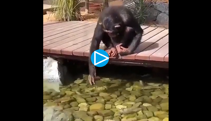 Have you ever seen chimpanzee feeding fishes? Adorable video goes viral