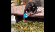 Have you ever seen chimpanzee feeding fishes? Adorable video goes viral